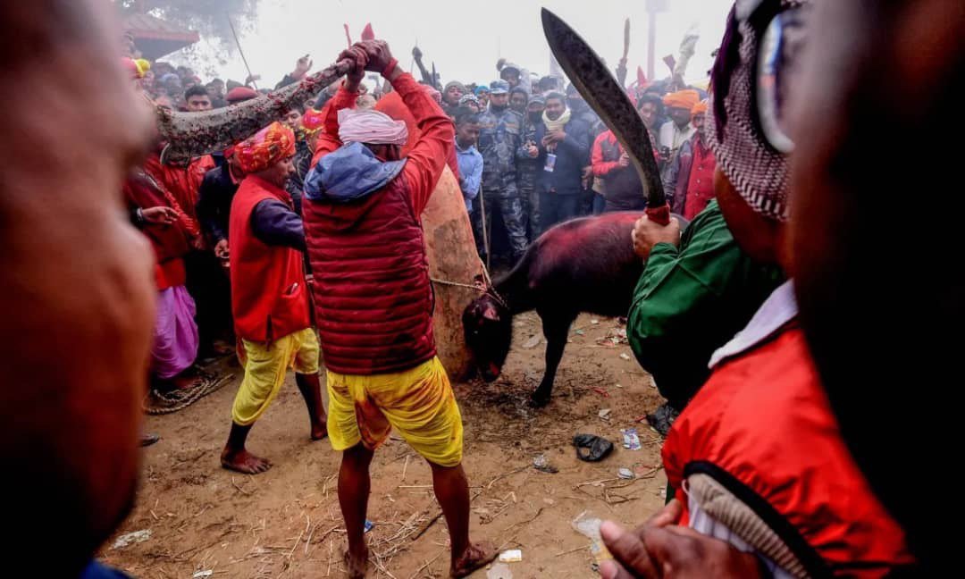 برگزاری بزرگ‌ترین جشنواره «خونین» جهان در نپال