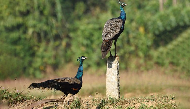 طاووس جفت گیری خرافه