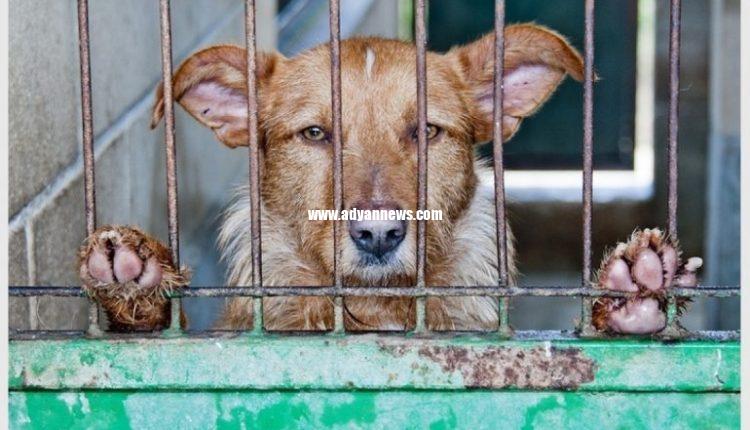 حیوانات و اراده آزاد