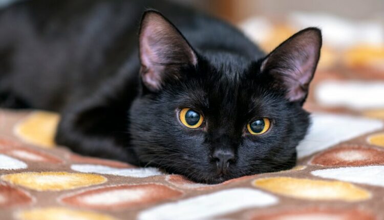 گربه و امام جماعت