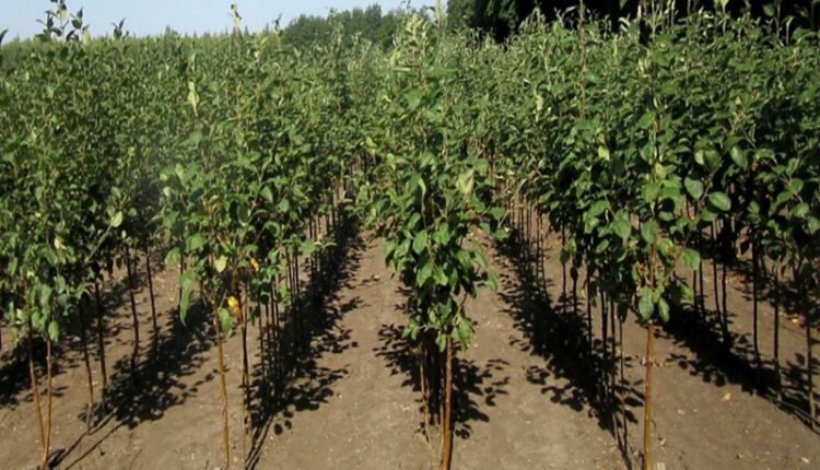 نهالستان-پالیز-گردو