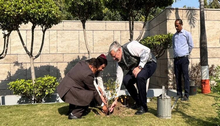 جشن-ایلانوت-در-سنت-یهودیان