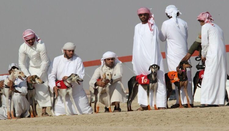 فستیوال سگ ها در عربستان