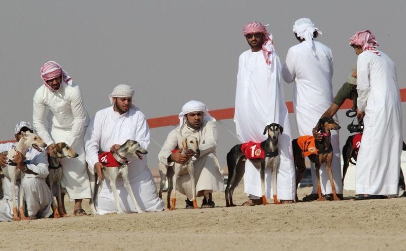 فستیوال سگ ها در عربستان