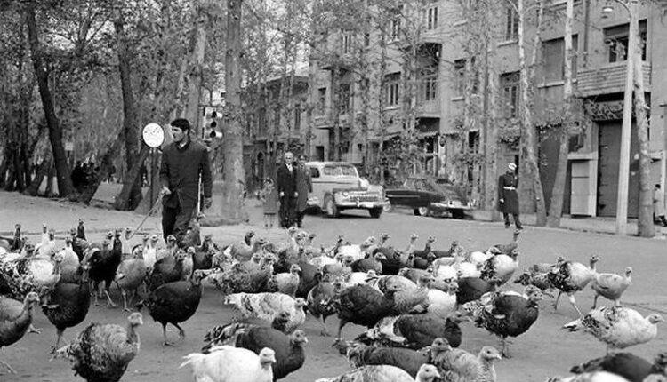 پرورش بوقلمون ارامنه