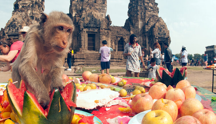 جشنواره میمون ها در تایلند